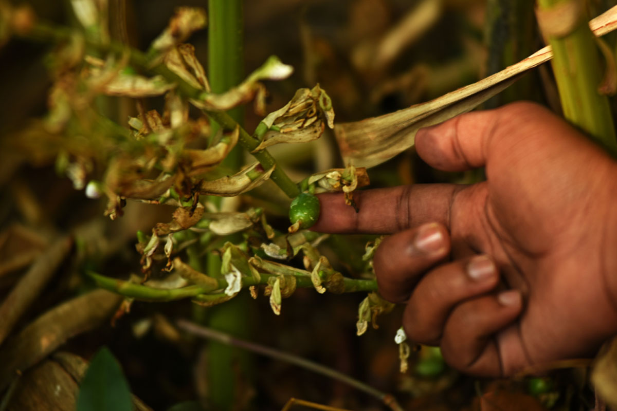 cardamom cardamom