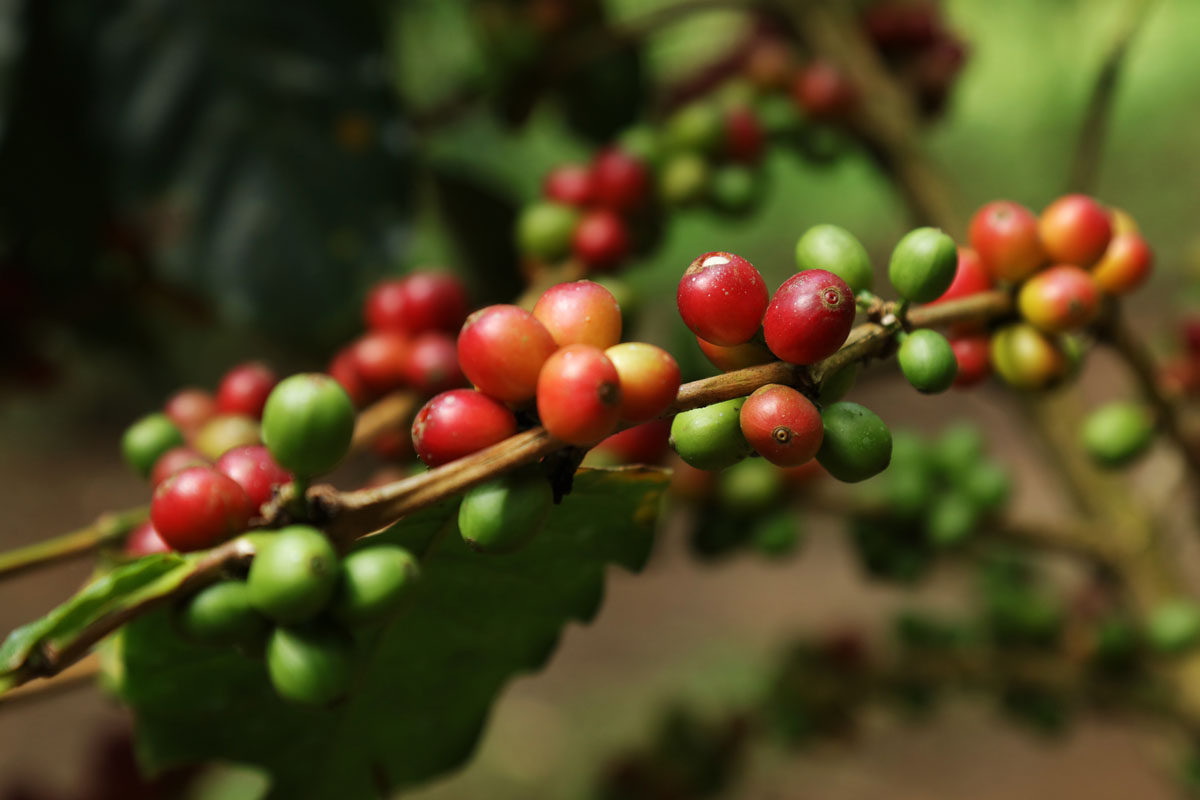 coffee coffee